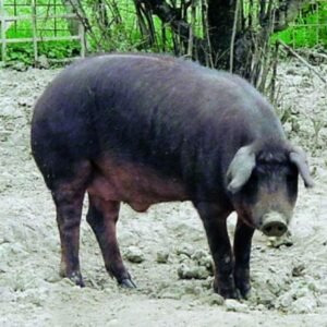 Mora Romagnola Swine