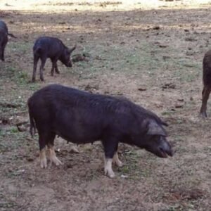 Mukota Swine