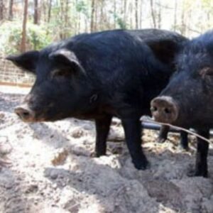 Mulefoot Swine