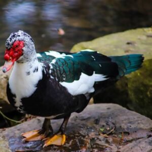 Muscovy Ducks