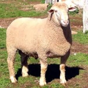 Mutton Merino Sheep