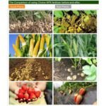 NPK Fertilizer 20-20-20