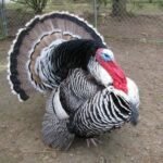 Narragansett Turkeys