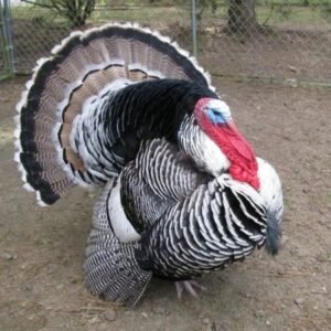 Narragansett Turkeys