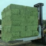 Alfalfa Hay For Cattle Feed Natural Cattle Alfalfa Hay Animal Feed For Sale