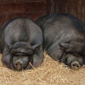 Neijiang Swine