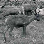 Nentsi Reindeer
