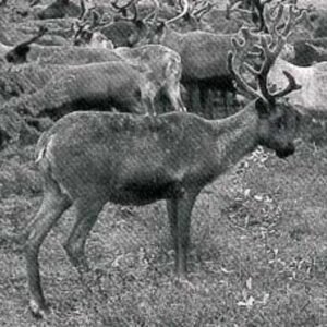Nentsi Reindeer