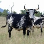 Nguni Cattle For Sale