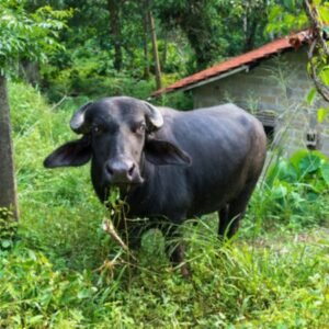 Nili-Ravi Buffalo
