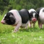 Ningxiang Swine