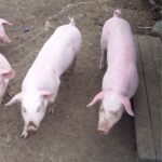 Norwegian Landrace Swine