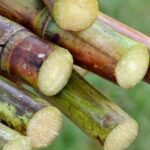Organic Sugarcane Alcohol 96%