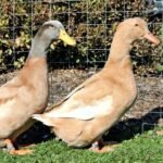 Orpington Ducks