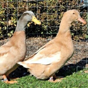 Orpington Ducks