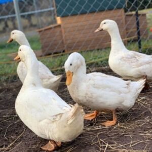 Pekin Ducks