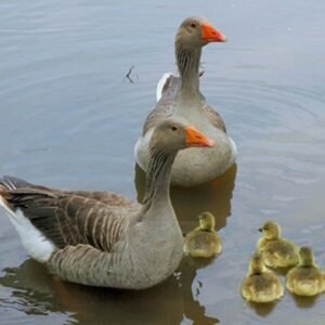 Pilgrim Geese