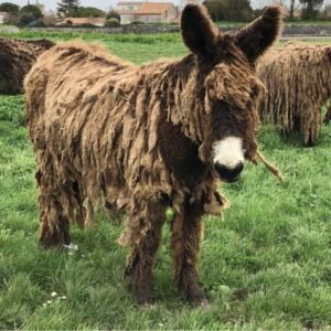 Poitou Donkeys
