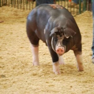 Poland China Swine