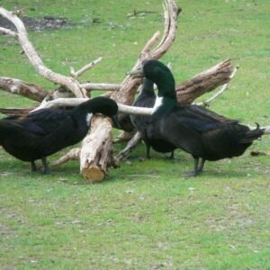 Pomeranian Ducks