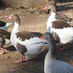 Pomeranian Goose