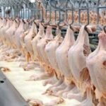 Premium Halal Frozen Chicken