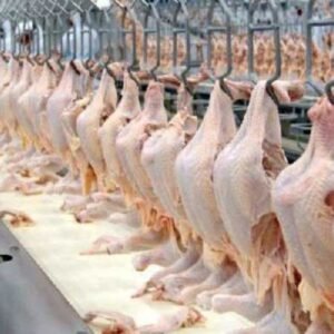 Premium Halal Frozen Chicken