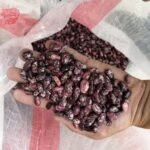 Wholesale Price 100% Natural Purple Speckled Kidney Beans Purple Speckled Kidney Beans Long Shape
