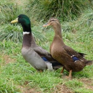 Rouen Ducks