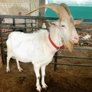 Saanen Goat