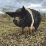 Saddleback Swine