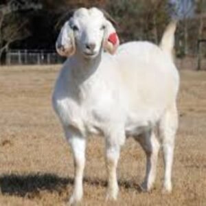Savanna Goat