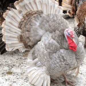 Slate Turkeys