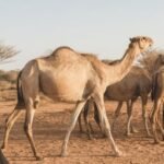 Somali Dromedary Camel