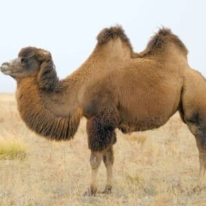 Sonid Bactrian Camel