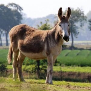 Standard Donkeys