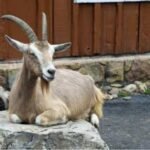Toggenburger Goat