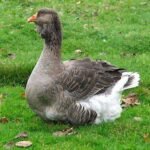 Toulouse Geese