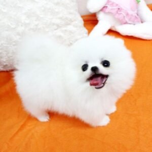 Twinky
