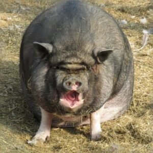 Vietnamese Pot-Bellied Pigs