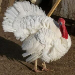 White Holland Turkeys,