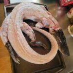 Whole Alligator for sale