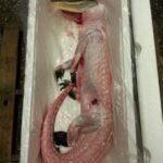 Whole Alligator for sale