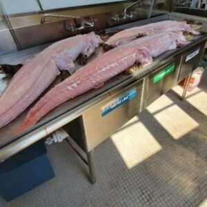 Whole Alligator for sale