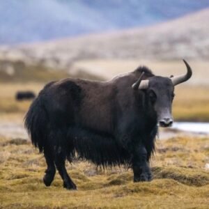 Yak
