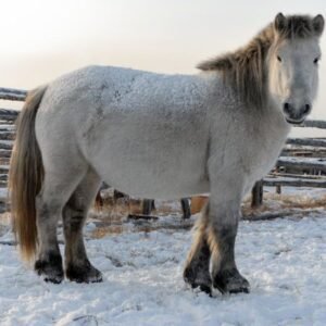 Yakut Horses