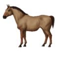 Yanqi Horses