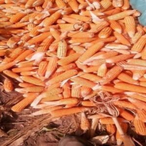 Yellow Corn Animal Feed Grade Yellow Maize For Animal Feed