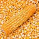 Yellow Corn Animal Feed Maize For Sale | Cheap Price High Quality Yellow Corn Dried