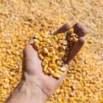 Yellow Corn Animal Feed Maize For Sale | Cheap Price High Quality Yellow Corn Dried